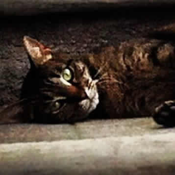 Gata Luna, en Monterrey centro